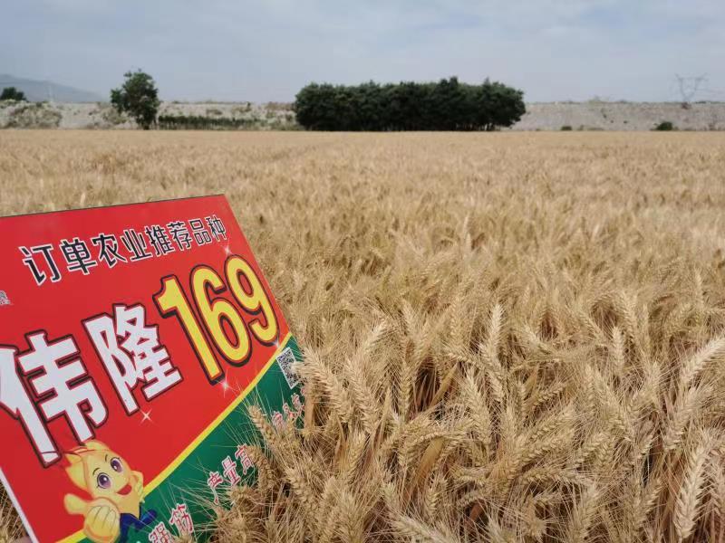 重磅！集團(tuán)兩項(xiàng)產(chǎn)品入選農(nóng)業(yè)農(nóng)村部2023年農(nóng)業(yè)主導(dǎo)品種